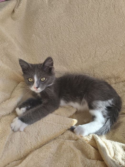 Котик кошеня у добрі руки