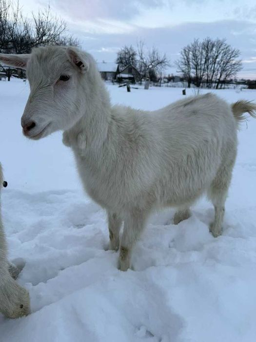 Дойна зааненська козочка | коза