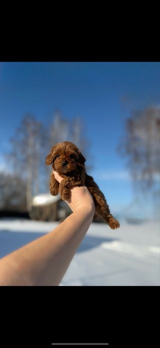 Мальтіпу F2 divчата редбраун і карамель Kyiv ‼️