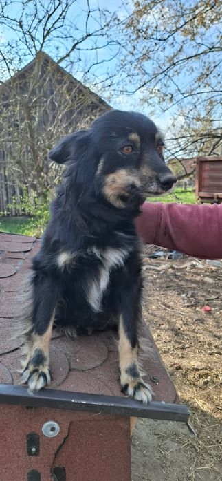 Oddam pieska w dobre rece