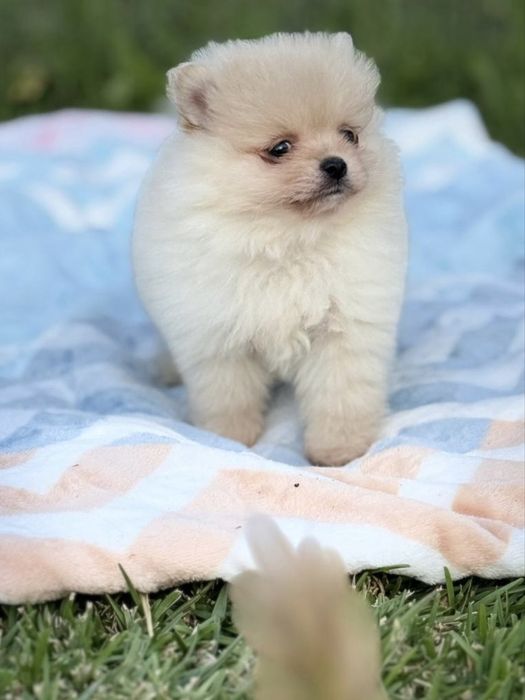Lulu da Pomerânia menino Micro Miniatura