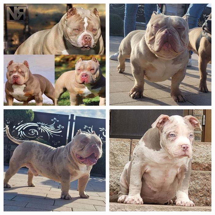 American bully LOUIS-V pies dorosly