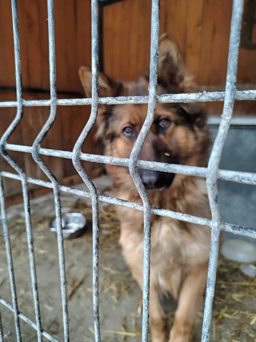 owczarek niemiecki   Szuka domu schronisko Zgierz-aktualne