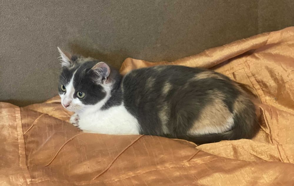 Різнокольорова киця, 4 міс.