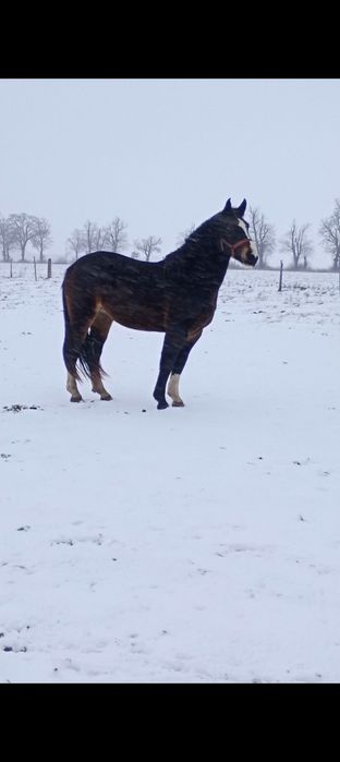 Klacz ślaska dopłatowa