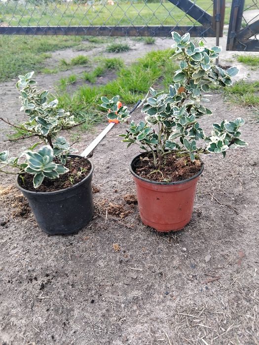 Trzmielina w p9 żółta I biała
