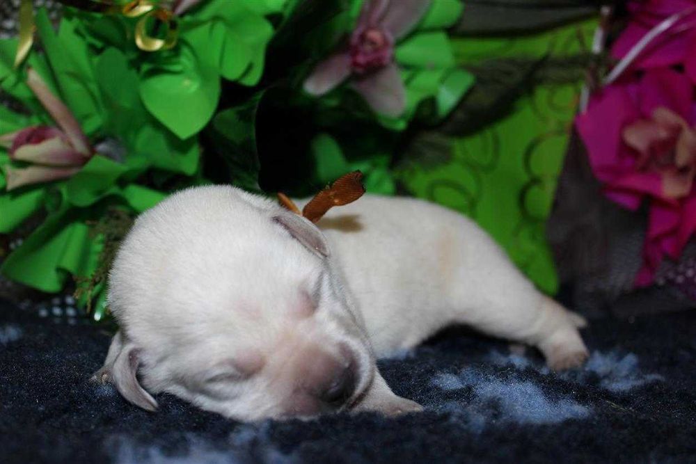 Лабрадор ретривер КСУ-FCI