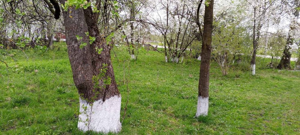 Земельна ділянка з старим будинком