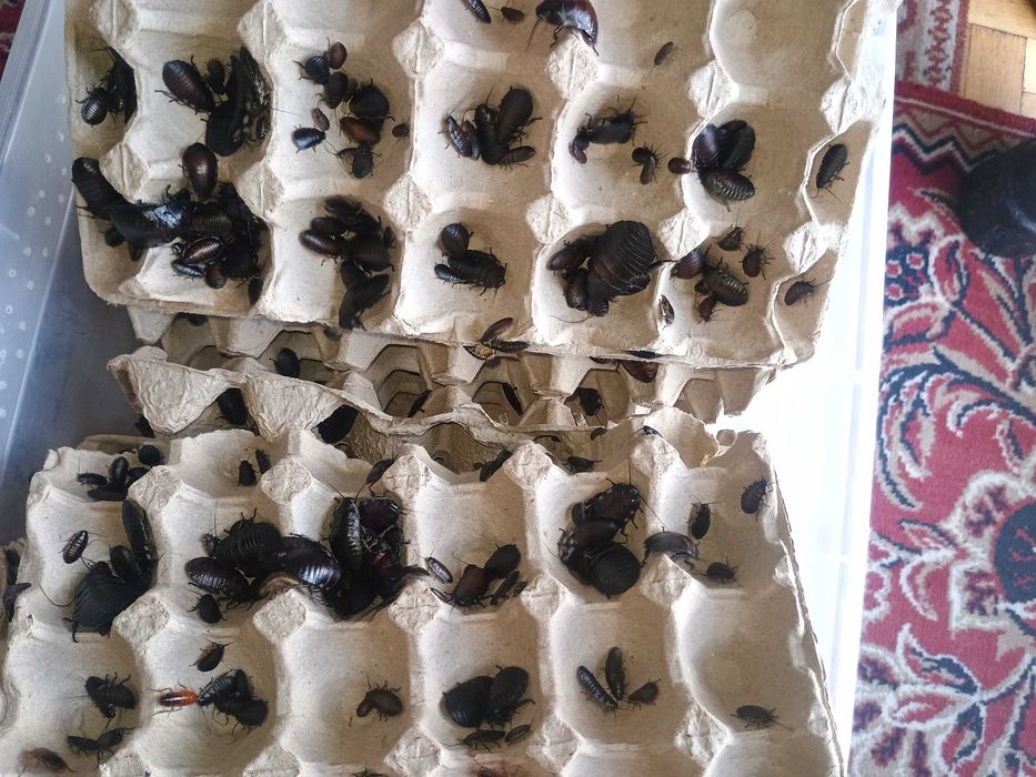 Karaczan madagaskarski 1000 sztuk  1,5-3cm.