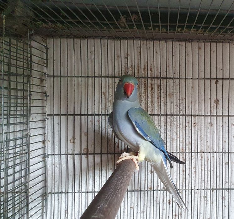 Ring necks para cedência.