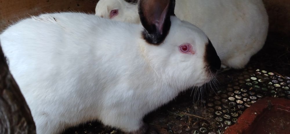 Продам каліфорнійців