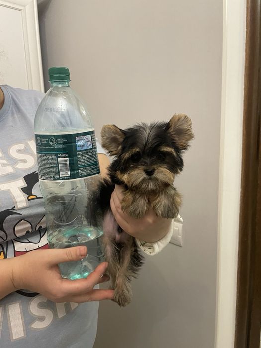 супер мініка дівчинка