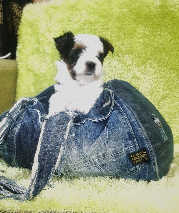 Біверйорк цуценя