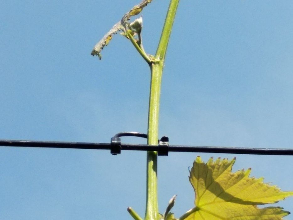 Агрошпалера. Проволока для виноградника полиэстеровая