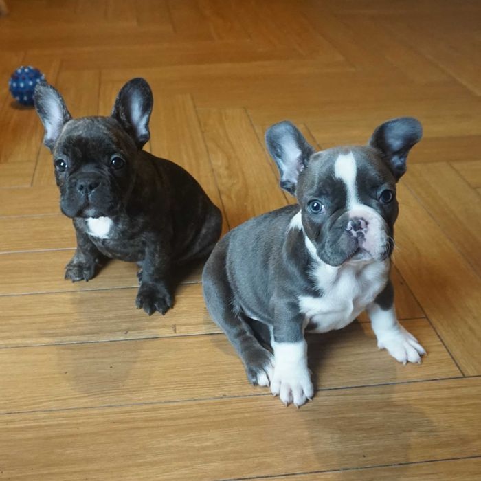 buldog francuski chłopak