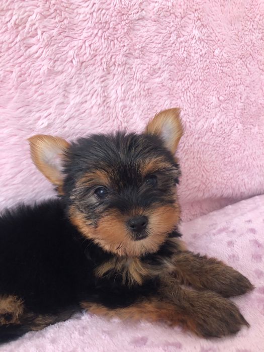 Yorkshire Terrier Fêmea