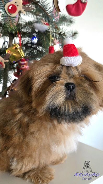 Filhote Macho Shih Tzu