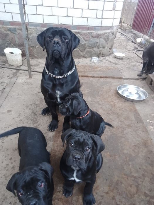 Дівчата від чемпіона