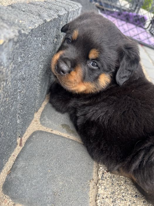 Rottweiler Conan