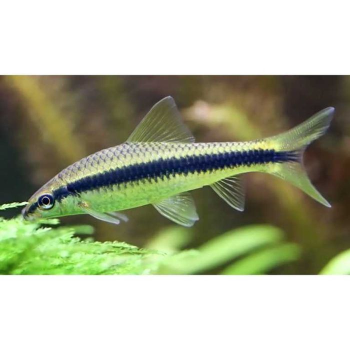 Vendo peixe comedor de algas siamensis