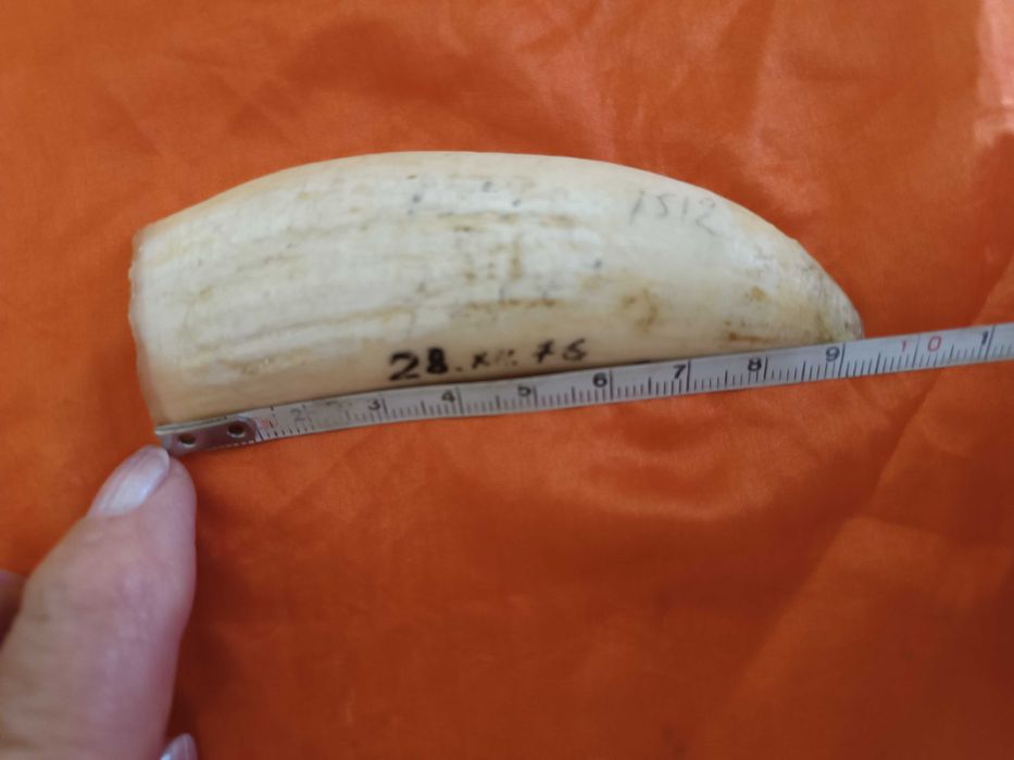 Зуби кашалота 2 шт