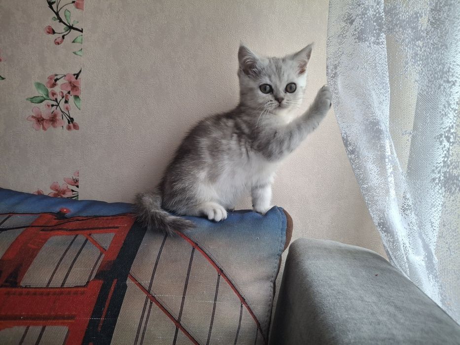 Шотландські кошенята