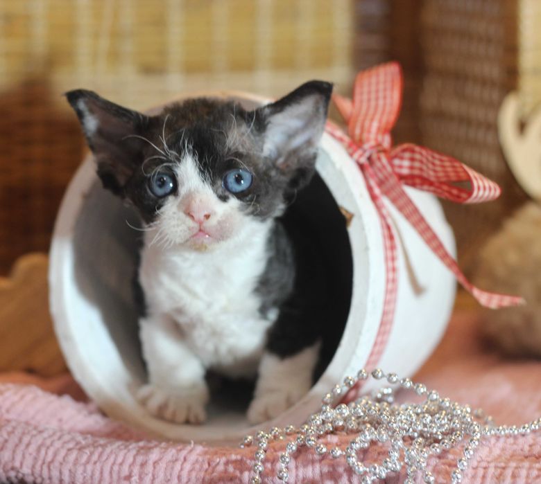 Wera - Devon Rex po Championie