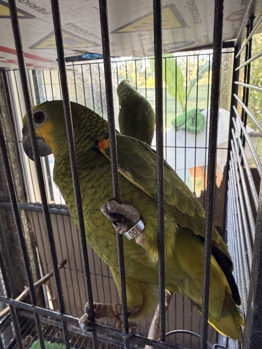 Papagaio Amazona Aestiva