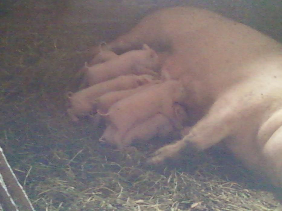 Sprzedam prosiaki i dowiozę.