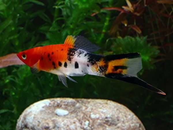 Mieczyk Hellera odmiana KOI - TRICOLOR - Xiphophorus helleri KOHAKU