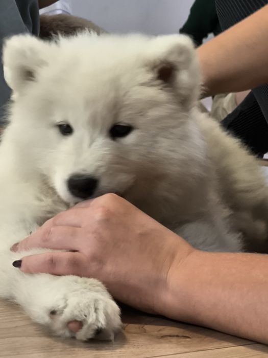 Samoyedy suczki ZKwP/FCI
