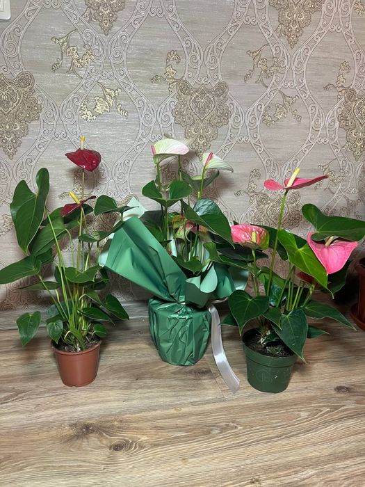 Антуриум  білорожевий