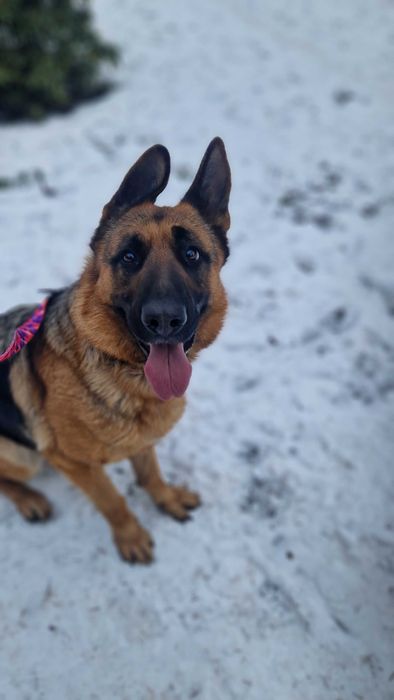 Oddam owczarka niemieckiego