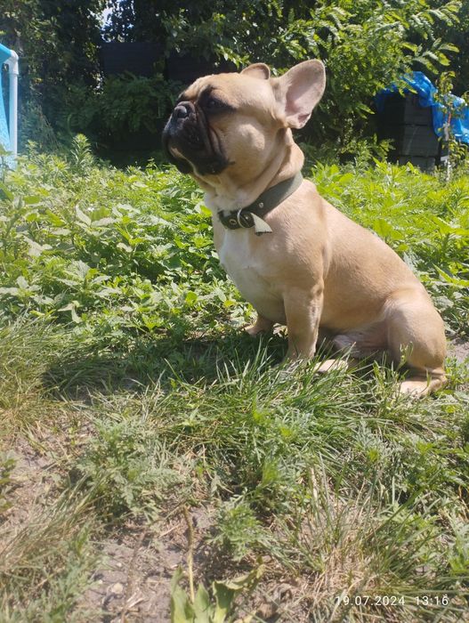 Французский бульдог