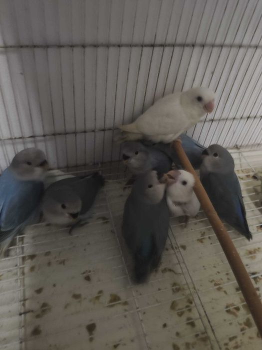 Roseicollis criados a Mão!