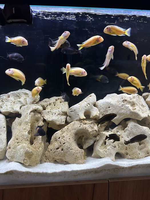 Tropheus kipili albino