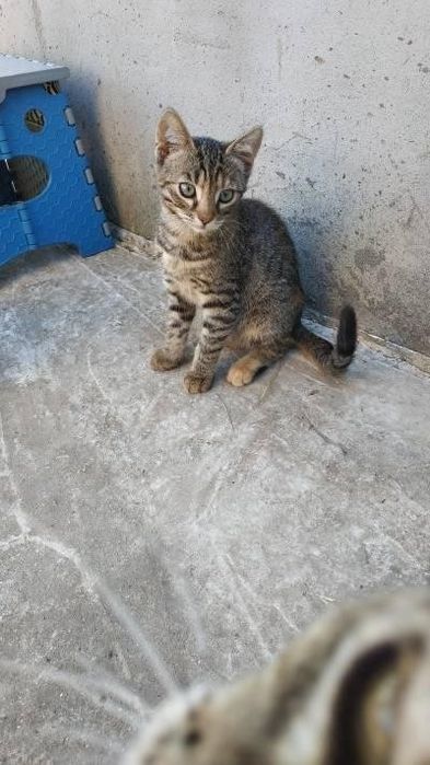 Кошечка и котикв хорошие руки