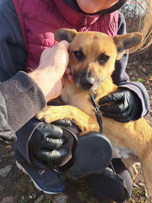 Rambo, kundelek do adopcji