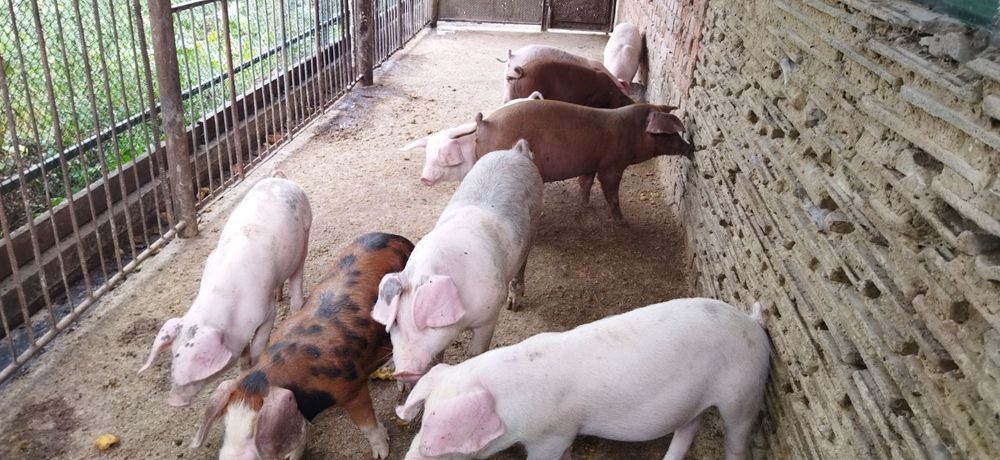 Продам поросята 3 місяці