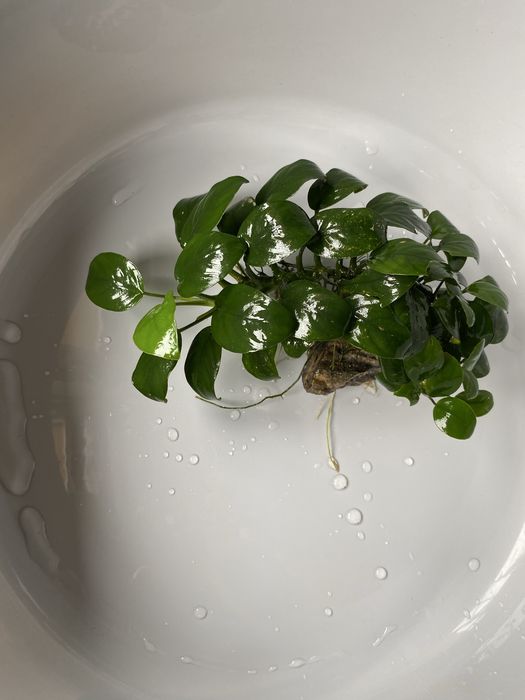 Anubias na kamieniu.