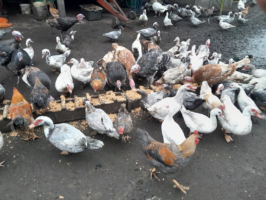 Wolny wybieg Kaczki kaczory 2025