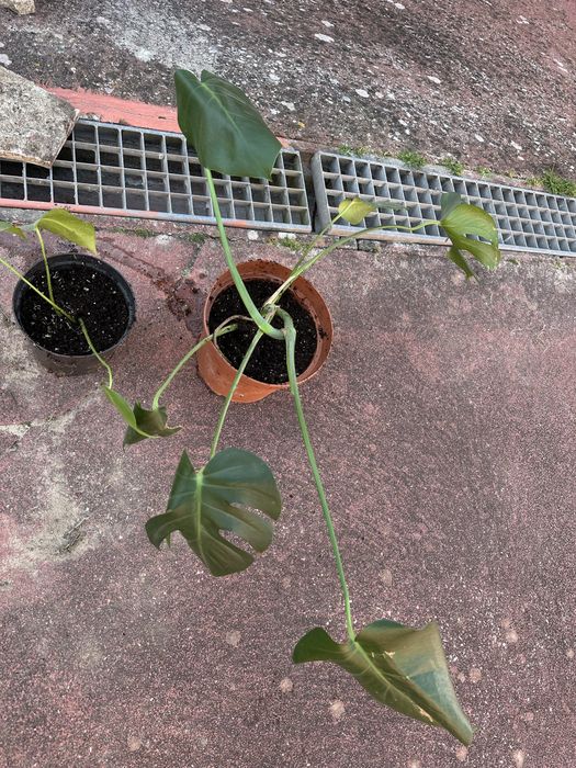 Mosntera ou costela de adao