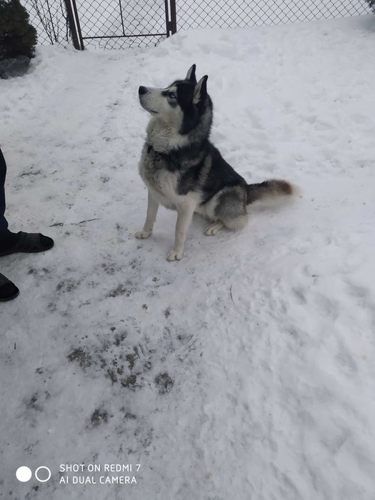 (ТЕРМІНОВО!)Собака породи Хаскі.