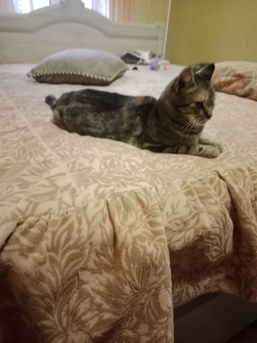 Бесплатно в добрые руки котята подростки мальчики и девочки