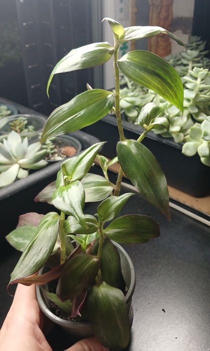 Продам кімнатні квіти