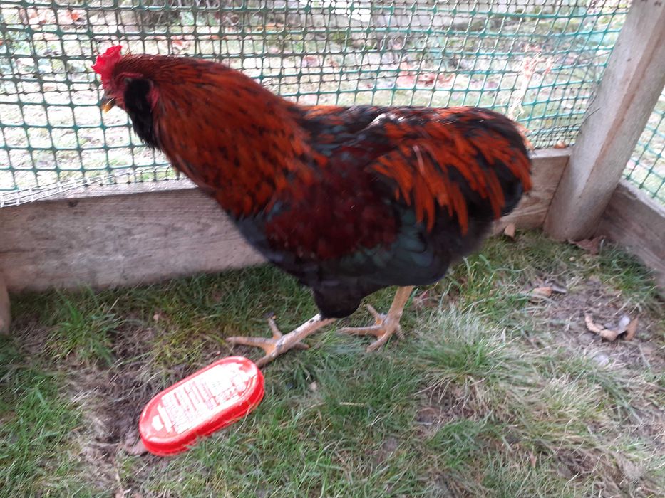 Sprzedam jaja lęgowe drobiu ozdobnego