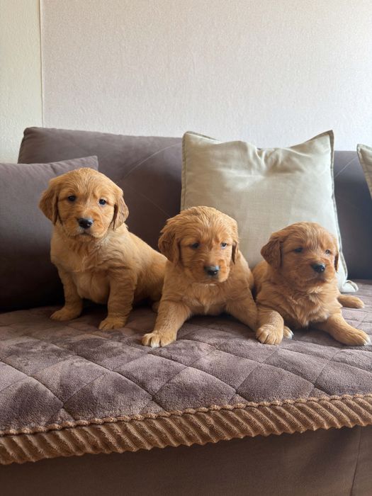Zloty Piesek  Golden Retriever!