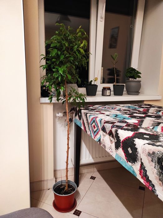 Фікус Бенджамина висота 1.3 м