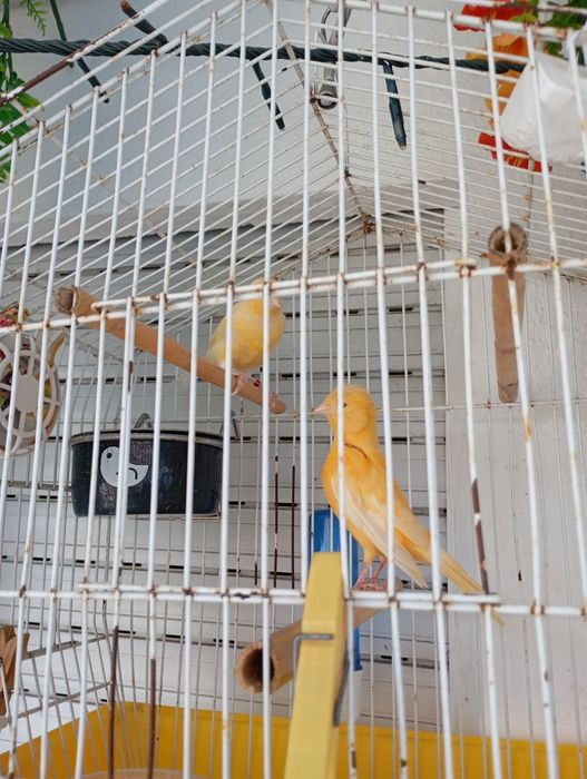 Aves Canário Casal