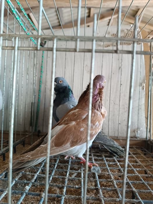 Gołębie.   ozdobne